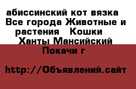 абиссинский кот вязка - Все города Животные и растения » Кошки   . Ханты-Мансийский,Покачи г.